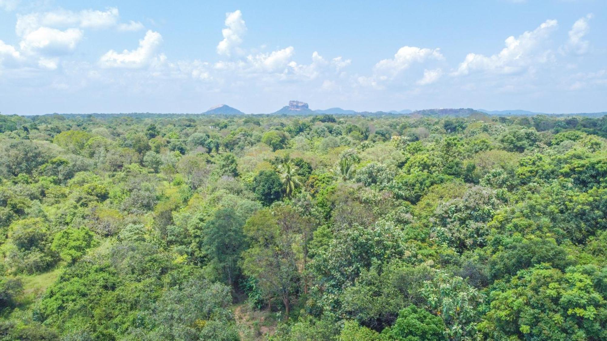 Jungle Host Hostel And Tree House Сигирия Экстерьер фото